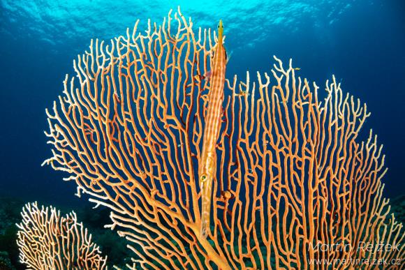 Rohovitka Annella sp. vytv&aacute;ř&iacute; statn&eacute; věj&iacute;řovit&eacute; kolonie vystaven&eacute; proudu s živinami.