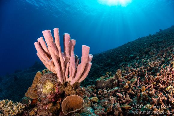 Živoči&scaron;n&aacute; houba (Haliclona sp.). Houby z&iacute;sk&aacute;vaj&iacute; potravu aktivn&iacute;m filtrov&aacute;n&iacute;m vody.