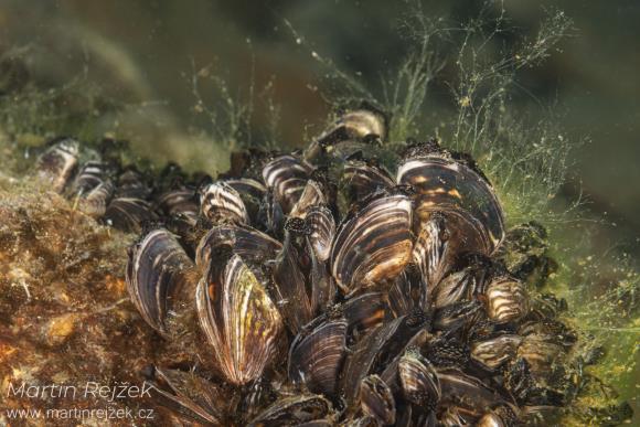 Sl&aacute;vička mnohotv&aacute;rn&aacute; (Dreissena polymorpha) &ndash; sladkovodn&iacute; filtr&aacute;tor.