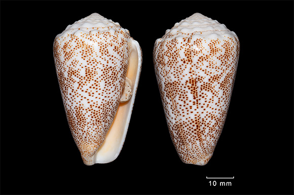 Homolice tečkovan&aacute; (Conus arenatus; Indick&yacute; oce&aacute;n)