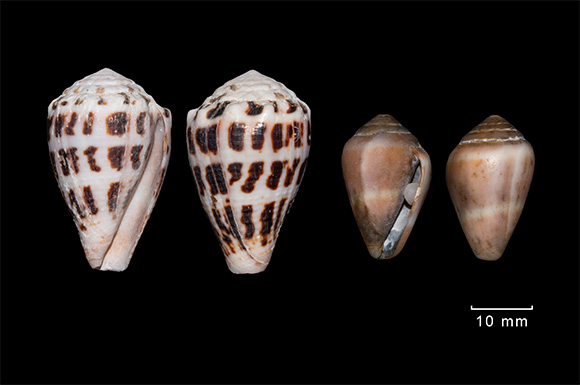 Homolice hebrejsk&aacute; (C. ebraeus; Celebesk&eacute; moře) a homolice středomořsk&aacute; (C. ventricosus; Středozemn&iacute; moře)