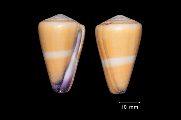 Homolice &bdquo;žlut&aacute;&ldquo; (C. flavidus; Indick&yacute; oce&aacute;n)