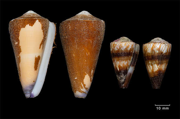 Homolice &bdquo;žlut&aacute;&ldquo; (C. flavidus) a homolice vojensk&aacute; (C. miles) se zbytky zaschl&eacute;ho periostraka (Celebesk&eacute; moře).