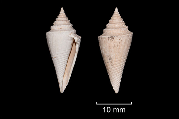 Fosiln&iacute; homolice Conilithes exaltatus, jižn&iacute; Morava