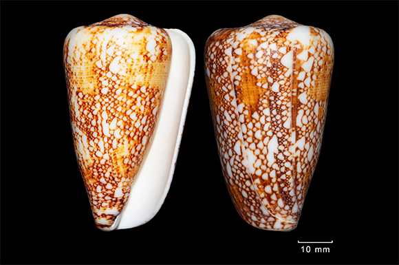 Homolice praporcov&aacute; (Conus pennaceus)