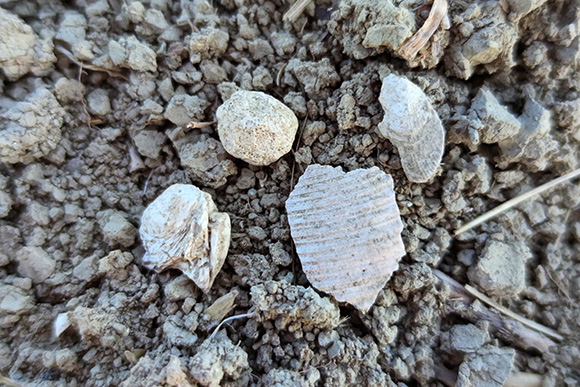 Fragmenty mu&scaron;l&iacute; a kulovit&aacute; kolonie mechovek.