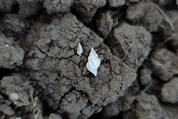 Zachoval&eacute; ulity plžů.