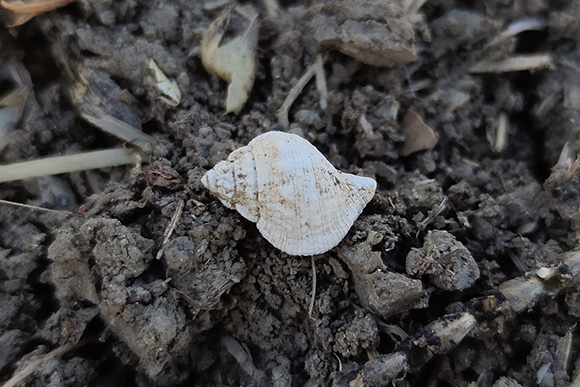 Ulita plže Aspa marginata.