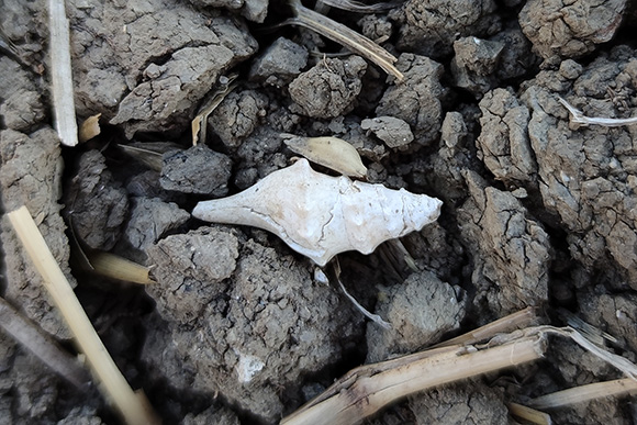 Turisa Turricula dimidiata.