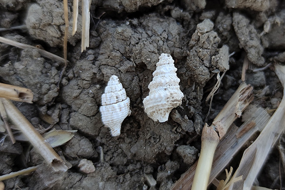 Vr&scaron;atka Nassarius sp. (vlevo) a turisa Gemmula coronata.