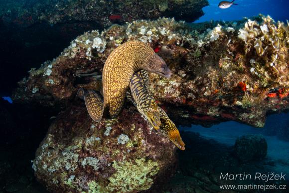 Mur&eacute;na obecn&aacute; (Muraena helena) a mur&eacute;ny tygrovit&eacute; (Enchelycore anatina) společně.