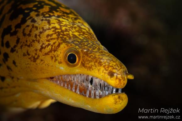 V&yacute;razn&eacute; zuby d&aacute;vaj&iacute; tv&aacute;ři mur&eacute;ny tygrovit&eacute; (Enchelycore anatina) hroziv&yacute; v&yacute;raz.