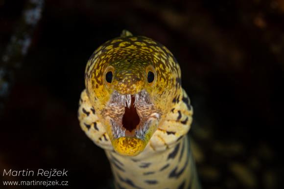 Zvědav&yacute; pohled v pod&aacute;n&iacute; mur&eacute;ny tygrovit&eacute; (Enchelycore anatina).