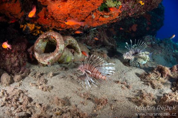 Invazn&iacute; perut&yacute;ni ď&aacute;bel&scaron;t&iacute; (Pterois miles) obdivuj&iacute; starověkou amforu.