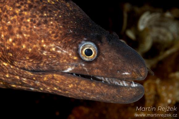 Detail hlavy mur&eacute;ny obecn&eacute; (Muraena helena).