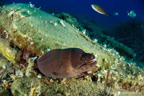 Mur&eacute;na hněd&aacute; (Gymnothorax unicolor).